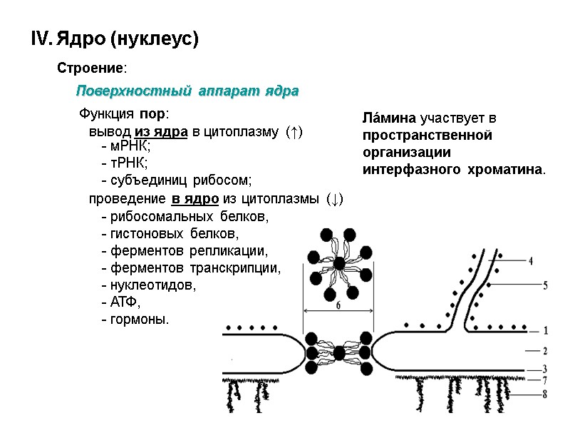 IV. Ядро (нуклеус)  Строение:  Поверхностный аппарат ядра  - рибосомальных белков, 